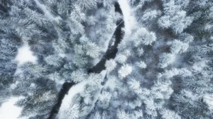 Piękne zdjęcie lasu w zimowej szacie